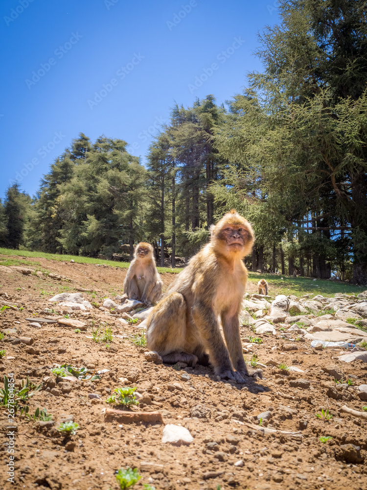 Naklejka premium Macaca Sylvanus Berber Monkey in Morocco
