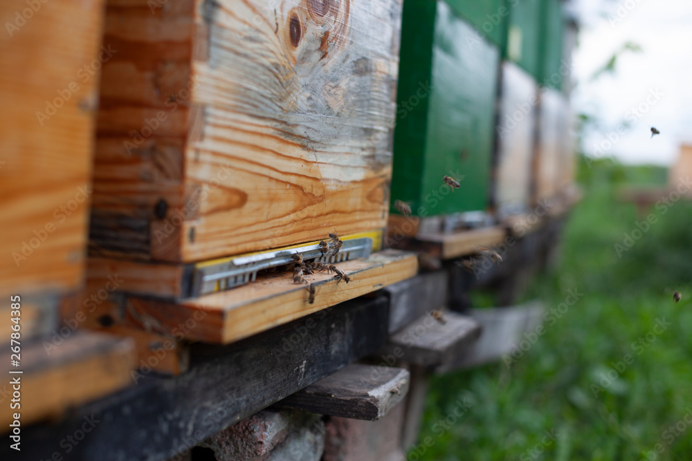 Bees collect honey in nature and enter hives Bees collect honey in nature and enter hives