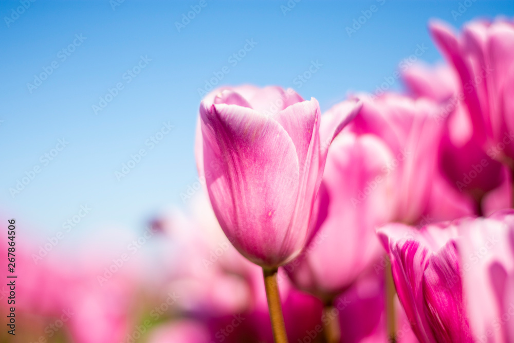 Pink Tulip Flowers with blue sky and blurred pink and green background horizontal Pink Tulip Flowers with blue sky and blurred pink and green background horizontal