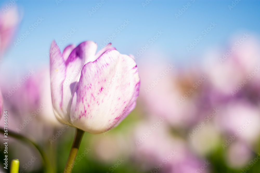 Light Purple and White Tulip Flower with blurred blue sky purple green background horizontal Light Purple and White Tulip Flower with blurred blue sky purple green background horizontal