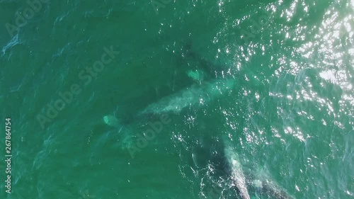 overhead close up drone shot of grey whales in shallow water off Baja California, 3 cow calf pairs playing and frolicking with each other