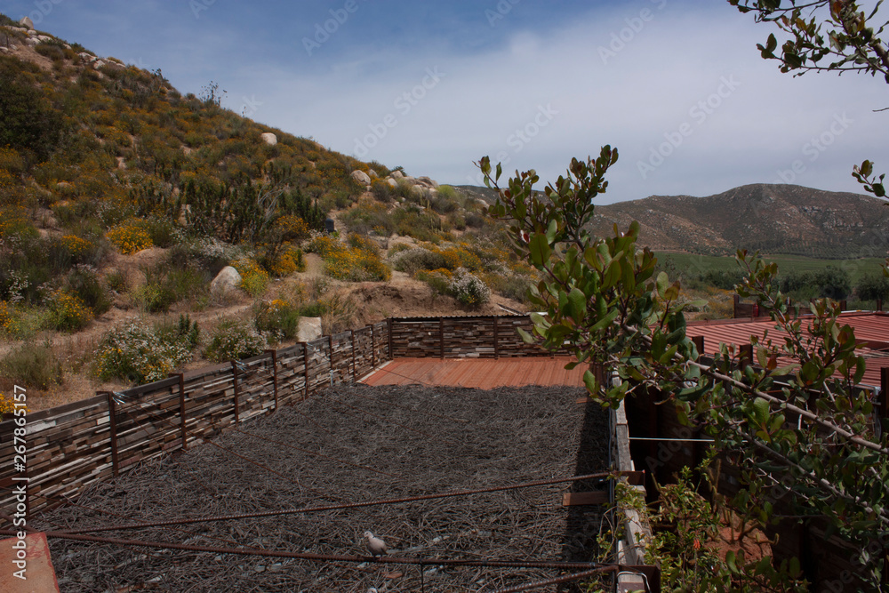 Fauna and flora in Ensenada Baja California Mexico in a semiarid environment Stock Photo Fauna and flora in Ensenada Baja California Mexico in a semiarid environment Stock Photo