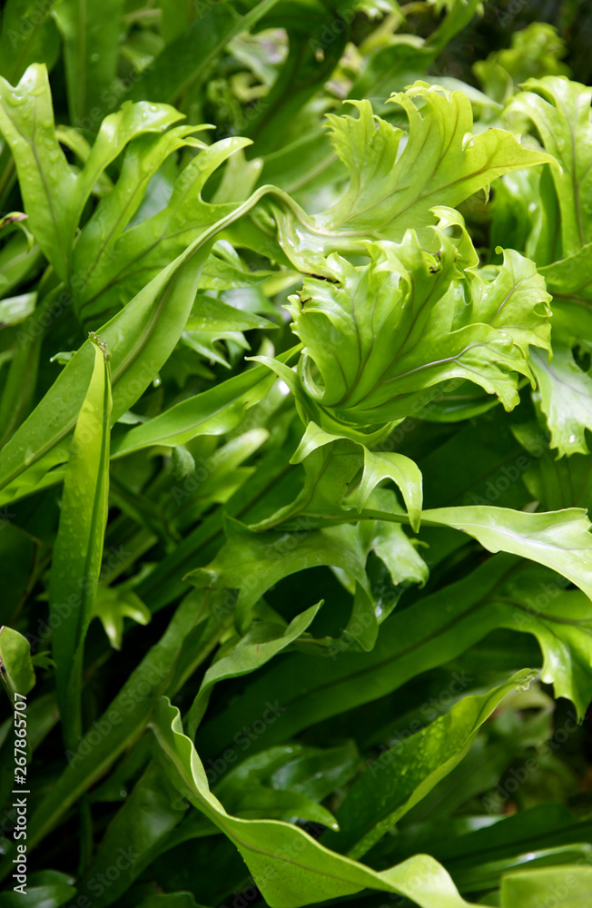 Obraz premium Fishtail Fern