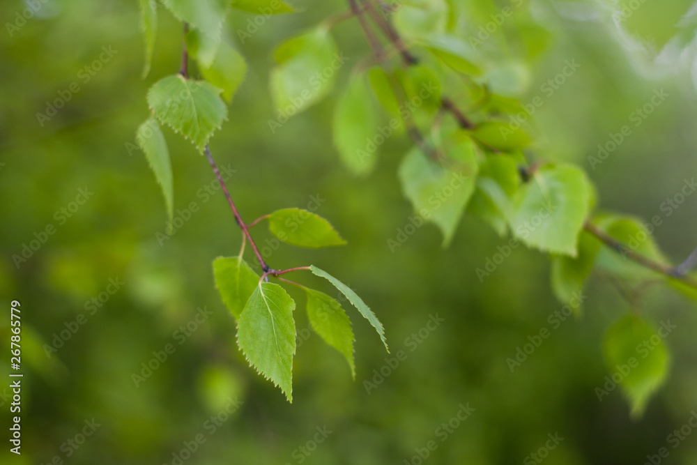 Close up of natural green leaves. Beautiful tree background Close up of natural green leaves. Beautiful tree background