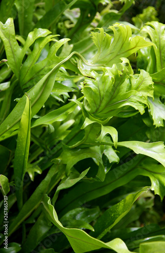 Fishtail Fern