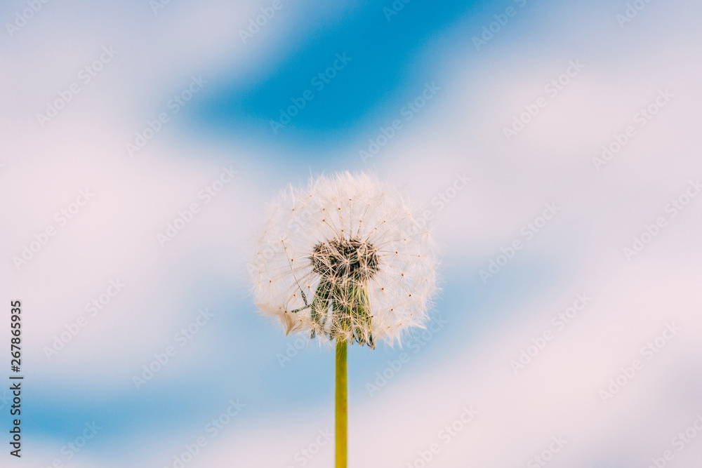 Dandelion flower against blue sky with clouds background.