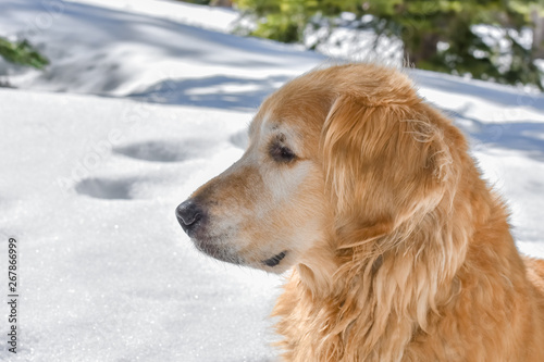Golden Retriever dog standing in the snow