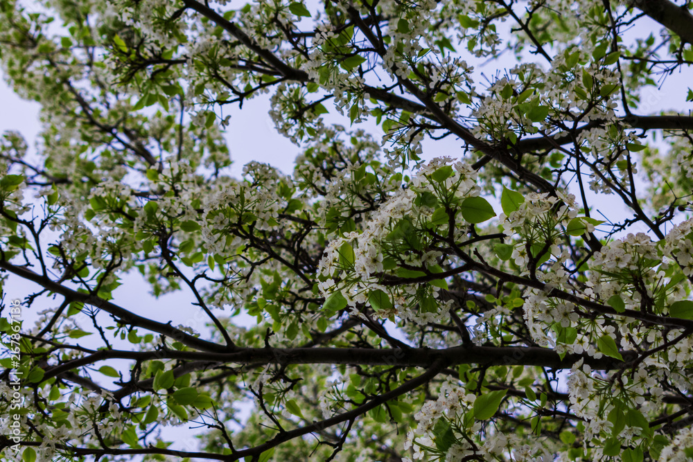 Tree branches with white flowers on them Tree branches with white flowers on them