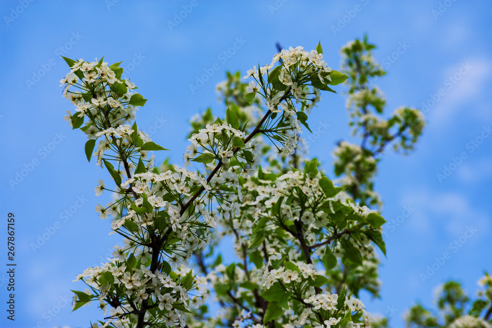 Tree branches with white flowers on them Tree branches with white flowers on them