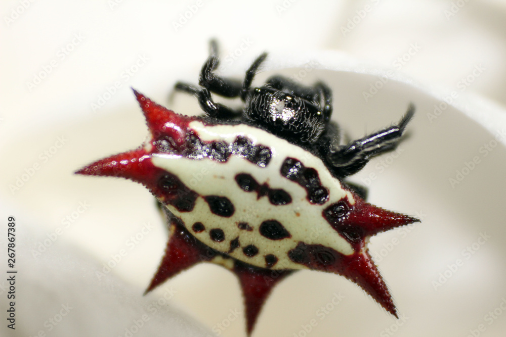 Obraz premium withe leaf and a little spider