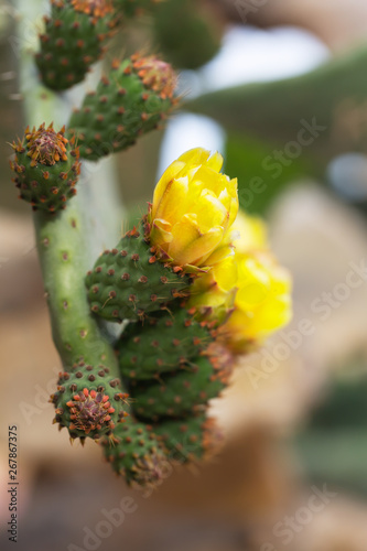 Blooming cactus with prickles and yellow flowers © zakiroff