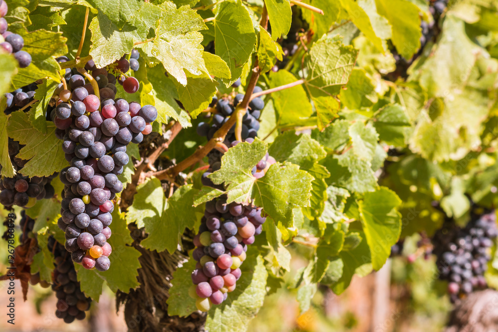 Fototapeta premium bunches of ripe Cabernet Sauvignon grapes on vine in vineyard at harvest time