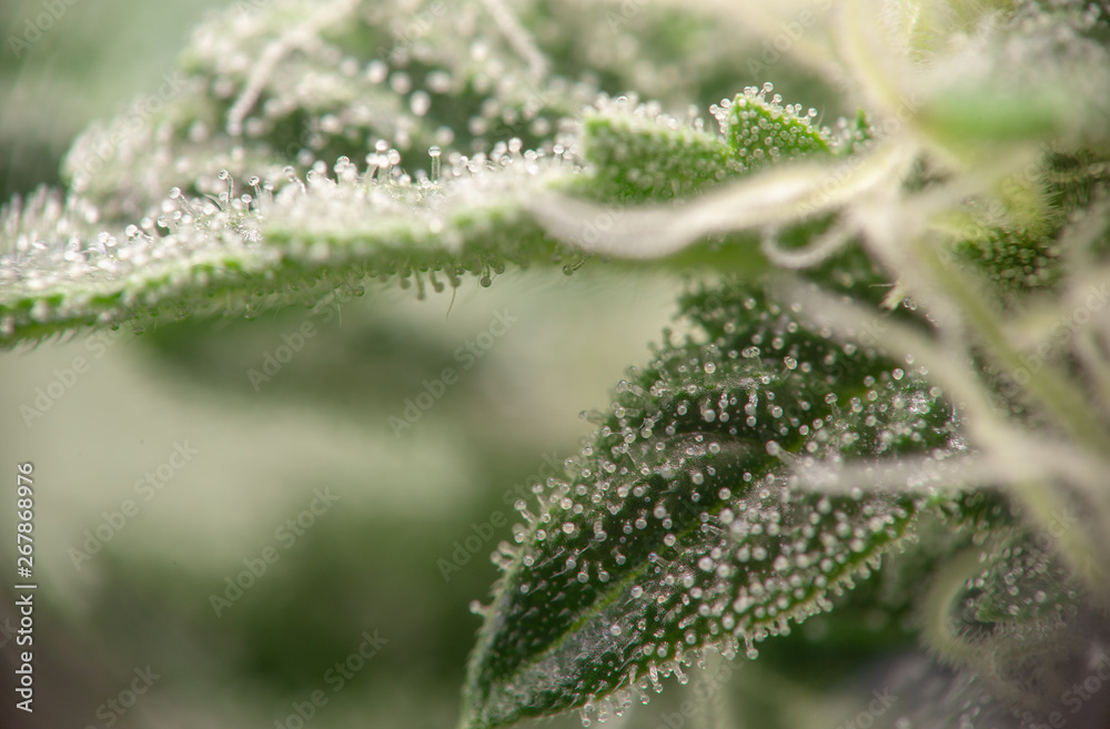 Cannabis Macro Cannabis Macro