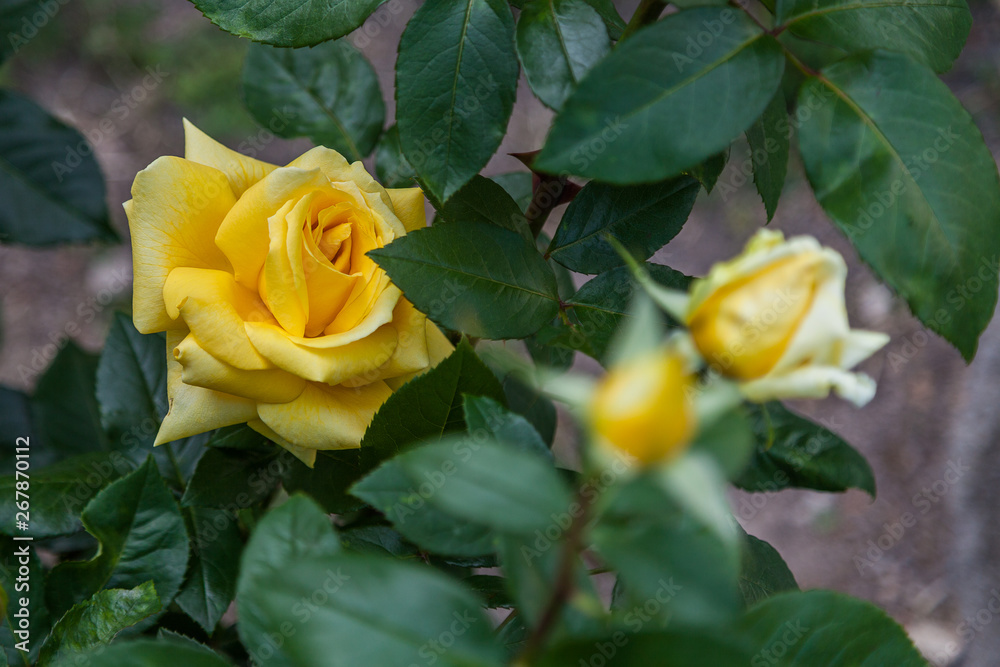 Perfect shaped yellow rose bud Perfect shaped yellow rose bud