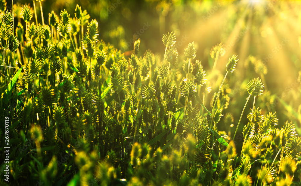 Wild grass in a sun light in summer