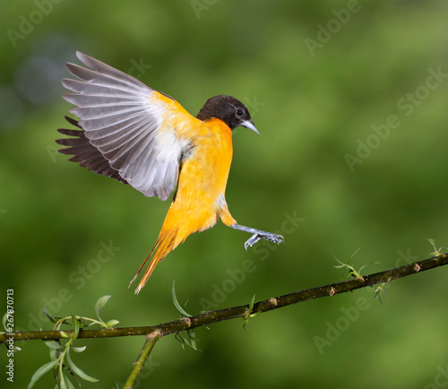 Εκτύπωση καμβά Baltimore oriole (Icterus galbula) male landing on a branch, Iowa, USA