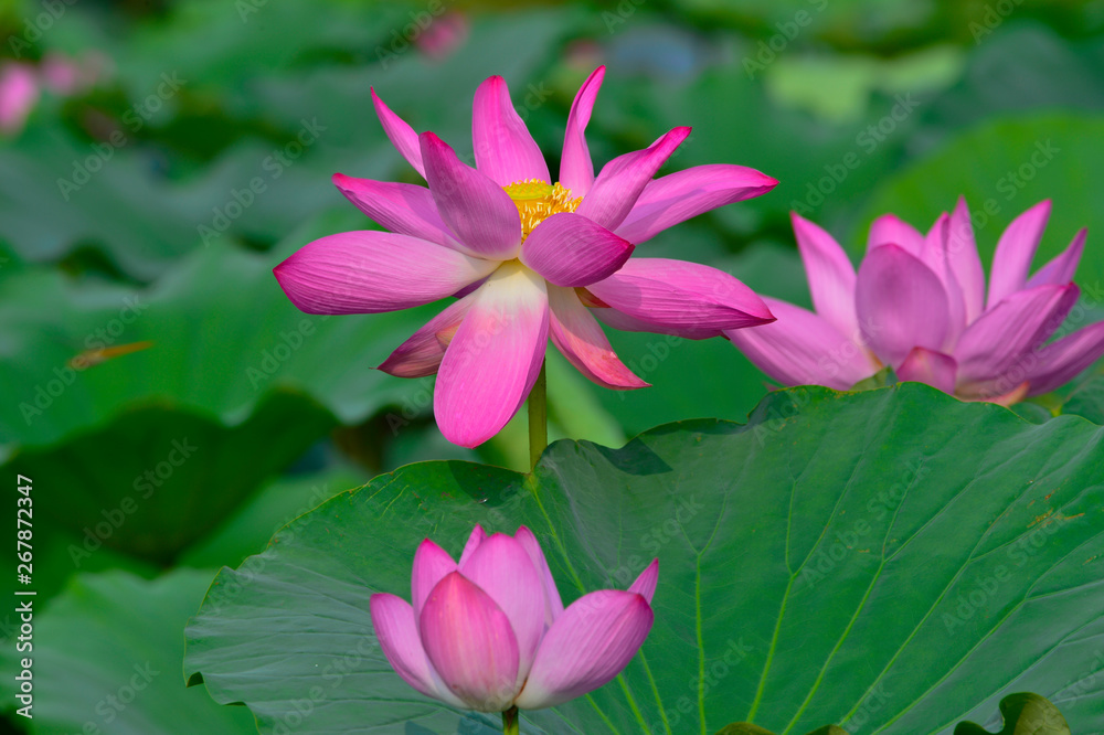 Blooming lotus flowers in the park Blooming lotus flowers in the park