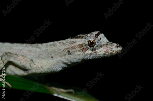 anolis