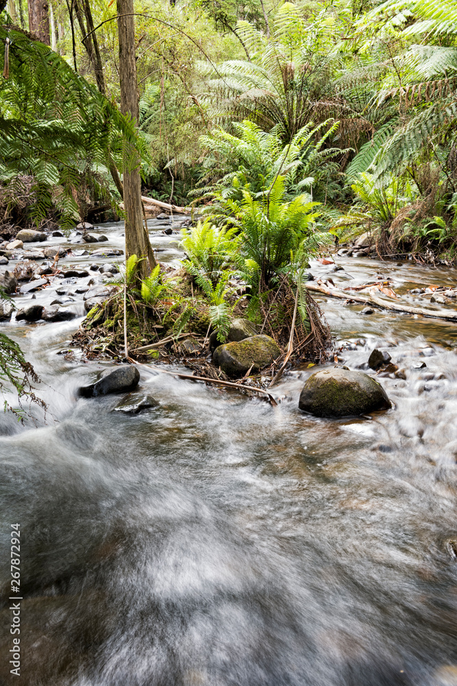 Fototapeta Small river with running water in a sub-tropical forest.