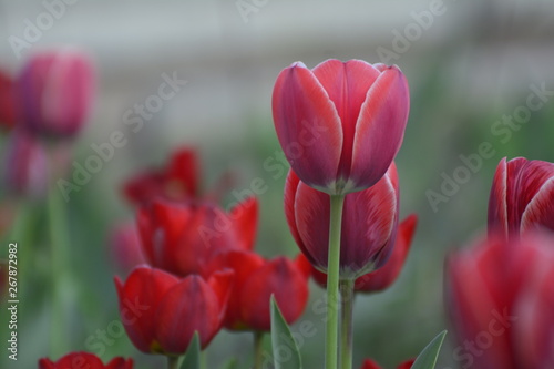 Red and  tulips in the home garden. Flowers in spring. April evening.