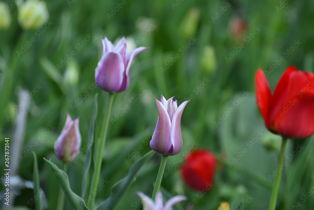 Decorative tulips in the home garden. Flowers in spring. April evening. Decorative tulips in the home garden. Flowers in spring. April evening.