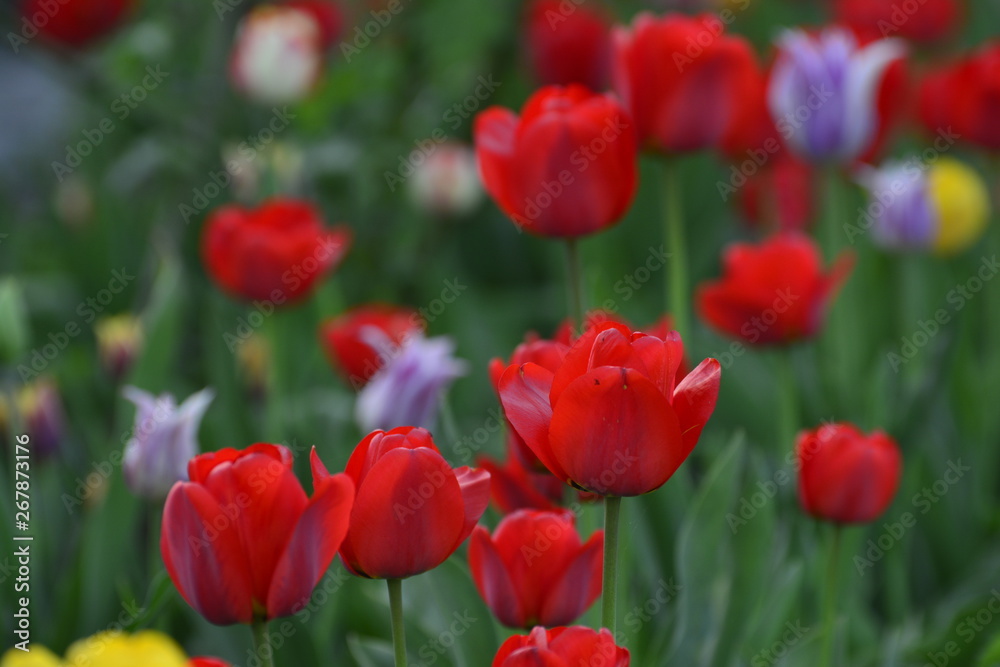 Red and yellow tulips in the home garden. Flowers in spring. April evening. Red and yellow tulips in the home garden. Flowers in spring. April evening.