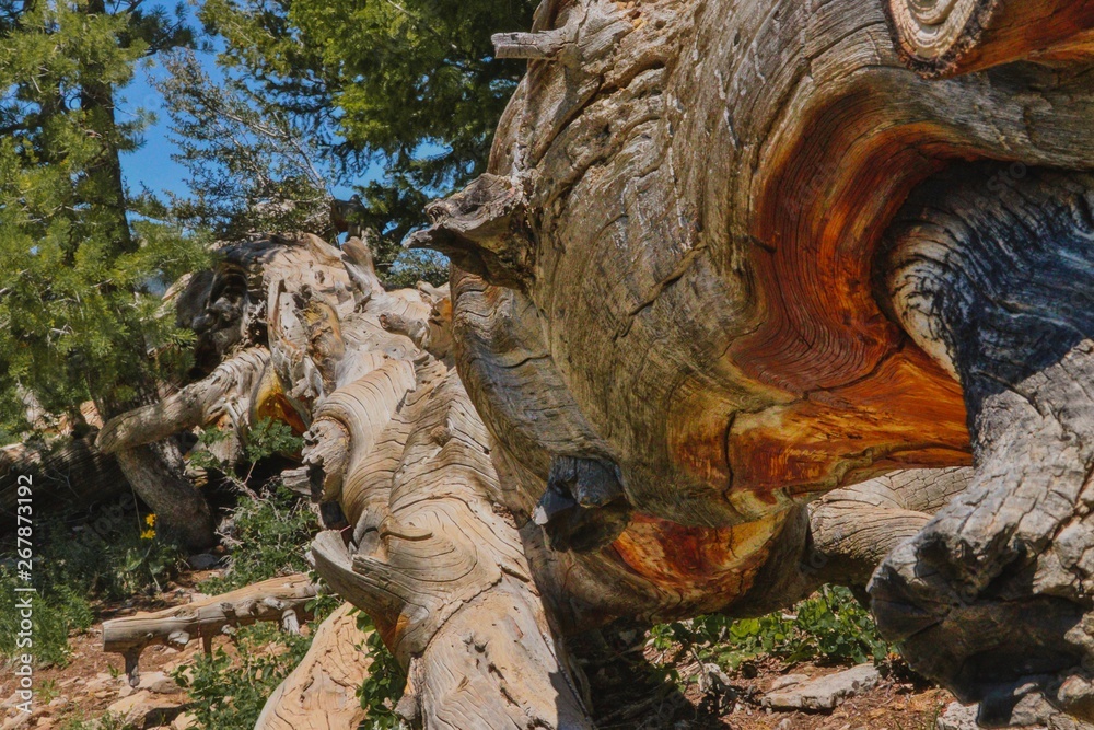 Chache National Forst on lumber pine trail by Garden City in Utah - dead tree Chache National Forst on lumber pine trail by Garden City in Utah - dead tree