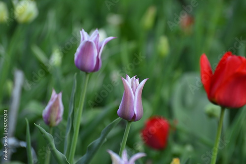 Decorative tulips in the home garden. Flowers in spring. April evening.