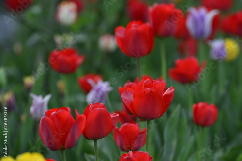 Red and yellow tulips in the home garden. Flowers in spring. April evening. © yura2087