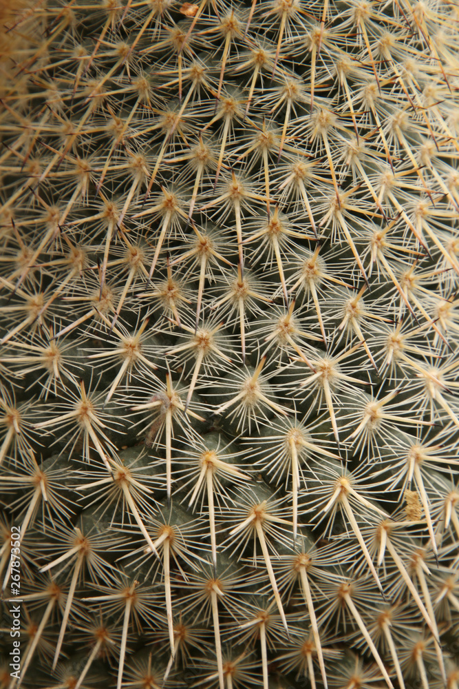 Obraz premium Close Up Cactus Needles