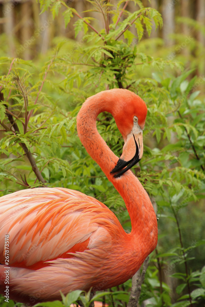 Obraz premium Flammingo Preening its Neck Feathers