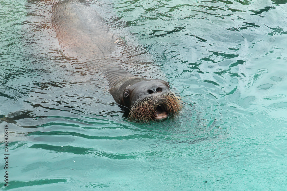 Fototapeta premium Open Mouthed Walrus