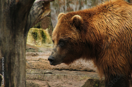 Profile of a Brown Bear