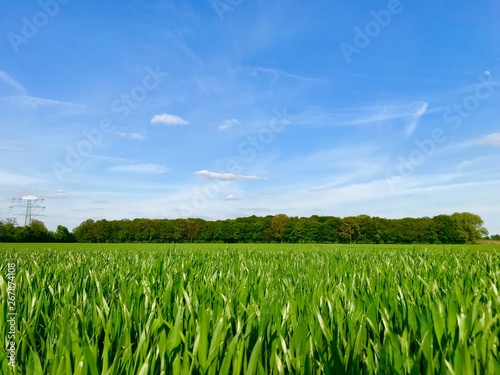 Outdoor sunny close up view over range of fresh growing green wheat grass field in countryside area in spring summer season.