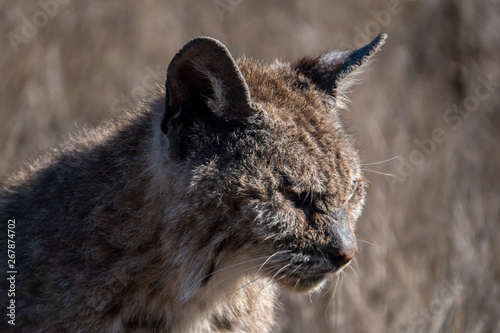 Mange (feline scabies), in wild Bobcats infected with the mite Notoedres cati, is epidemic in some California counties. Exposure to rat and gopher poison may predispose the cats to this fatal illness. photo