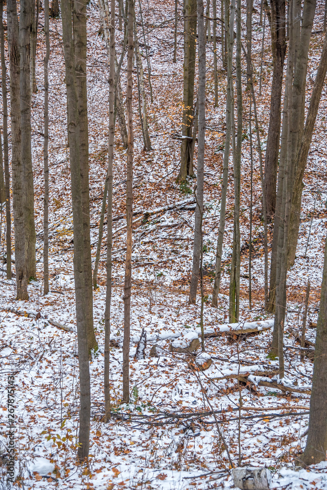 Fototapeta premium Forest in winter time