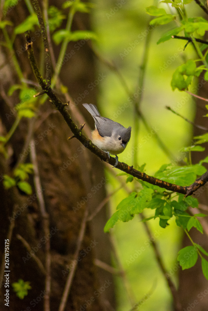 Obraz premium Fat gray and white bird on a tree branch