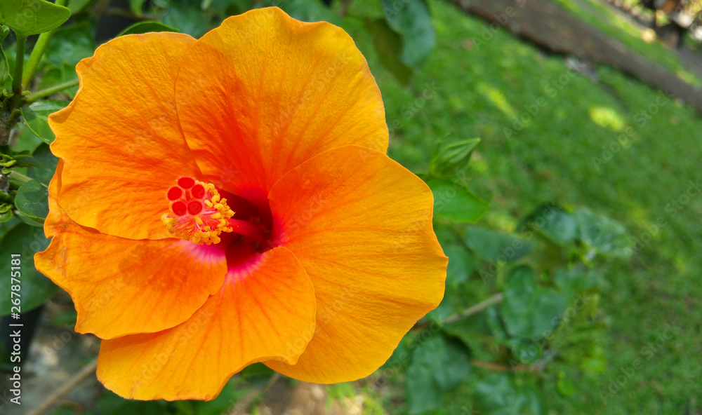 hawaiian hibiscus flower hawaiian hibiscus flower
