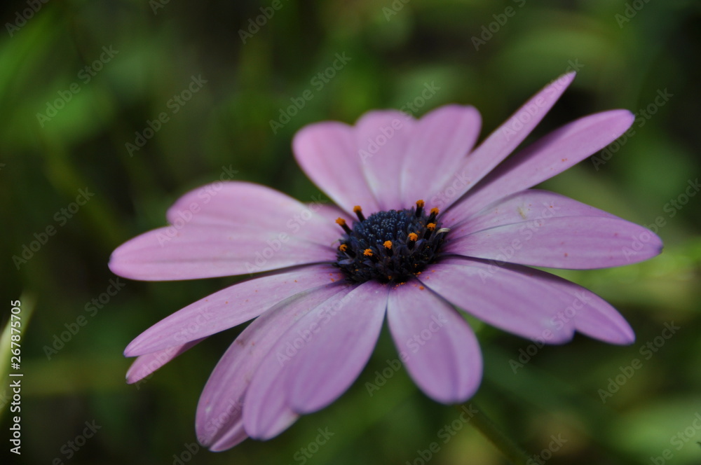 オステオスペルマムの花 オステオスペルマムの花