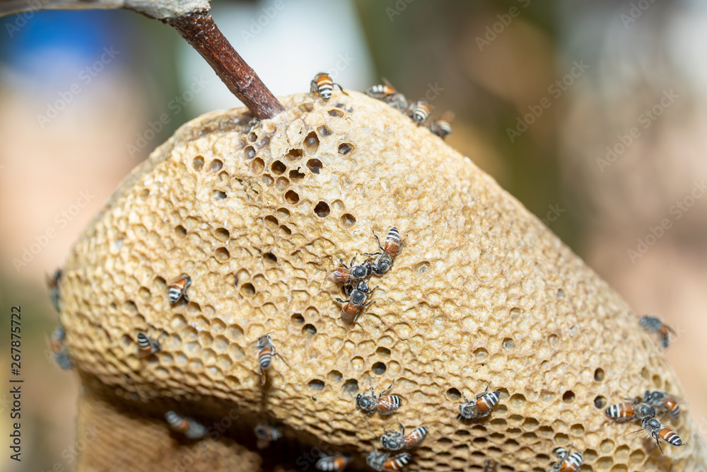 Obraz premium Bee's nest in nature.