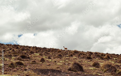 Vicuna walking