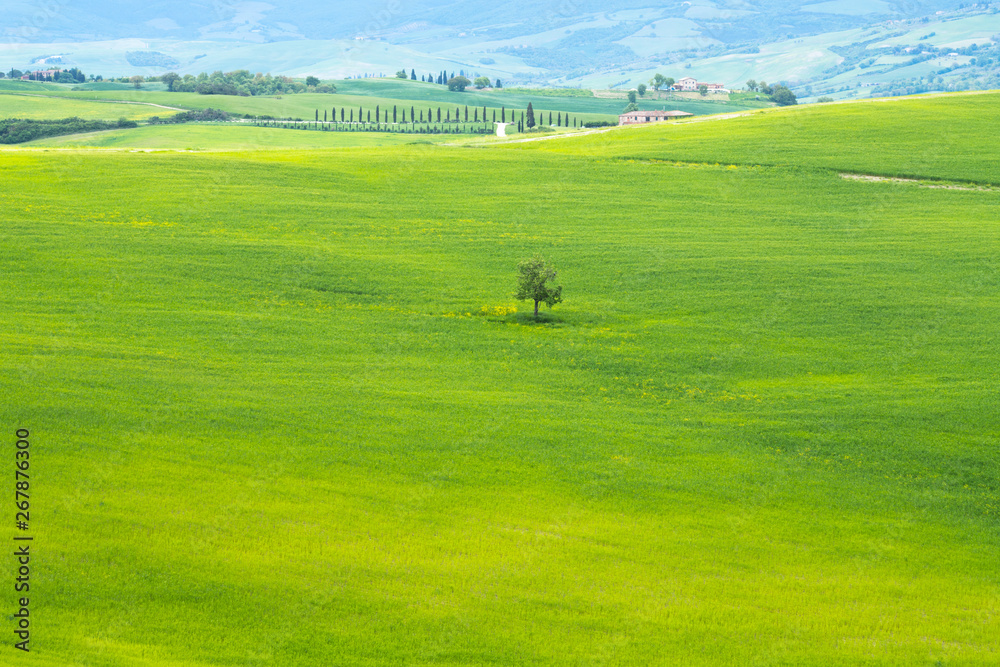 Lonely tree. Val d'Orcia landscape in spring. Hills of Tuscany. Cypresses, hills, yellow rapeseed fields and green meadows. Val d'Orcia, Siena, Tuscany, Italy - May, 2019.
