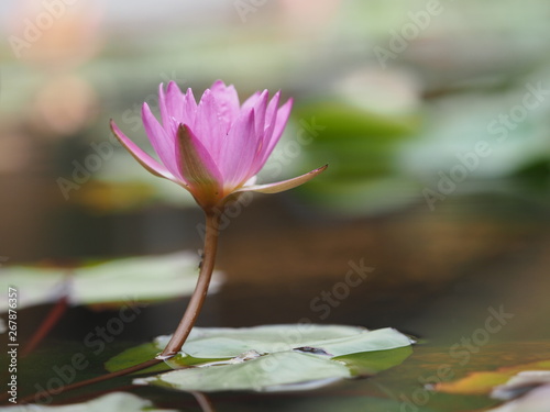 pink lotus flower in pond