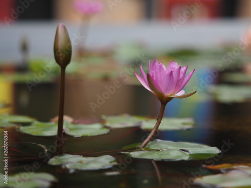 lotus in pond