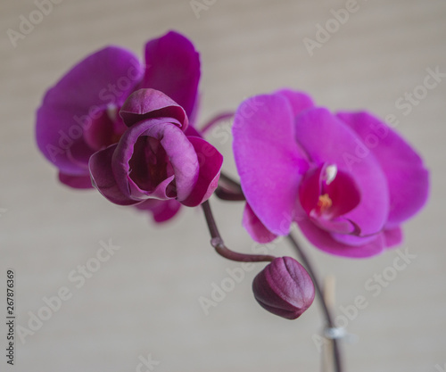 Purple Phalaenopsis orchid buds opening up in the sunlight.