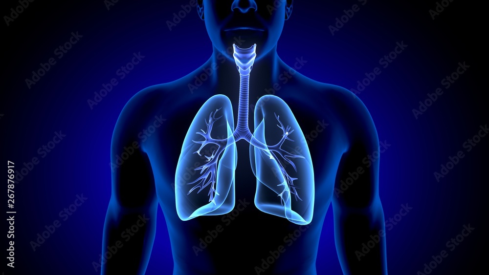 Lung visual data 3