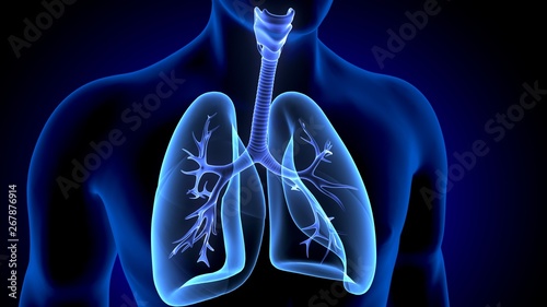 3d illustration of human body lungs anatomy photo