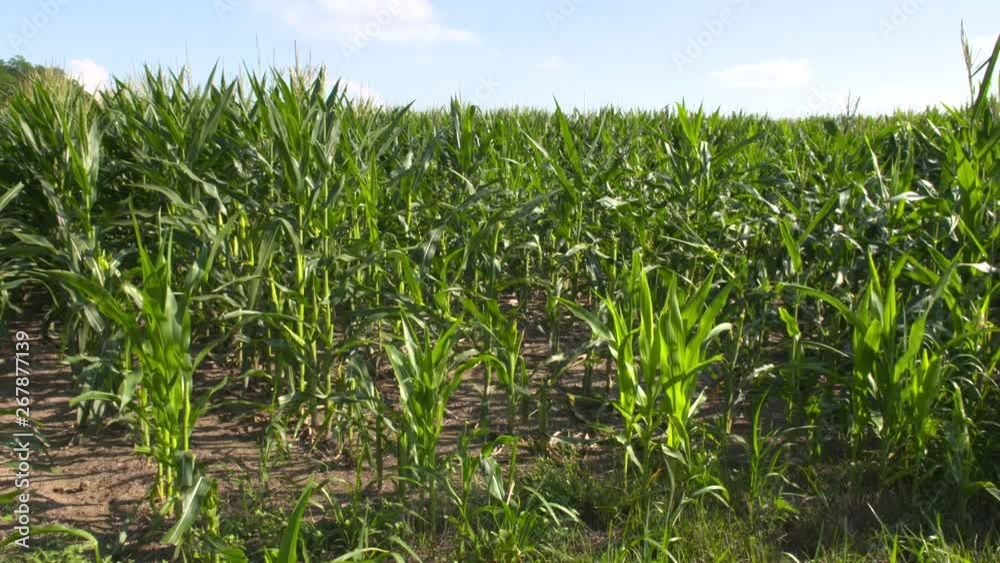 Slow motion/High Speed shots of a corn field, some with crop damage. Slow motion/High Speed shots of a corn field, some with crop damage.