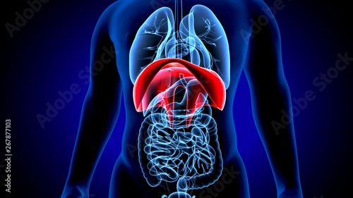 3d render of human anatomy, the thoracic diaphragm, or simply the diaphragm is a sheet of internal skeletal photo