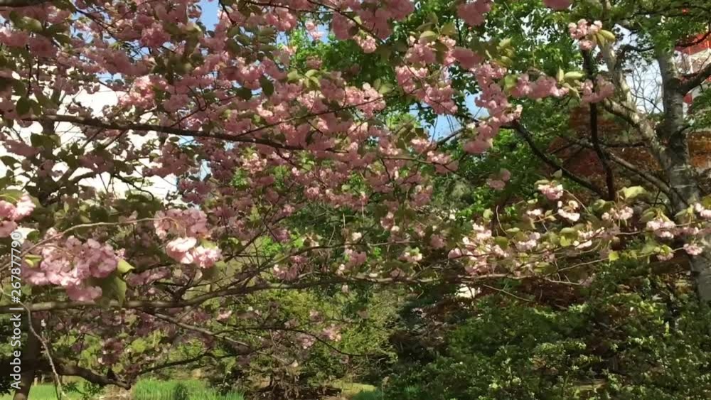 八重桜　散る　さくら